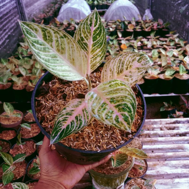 aglonema sexsi Back