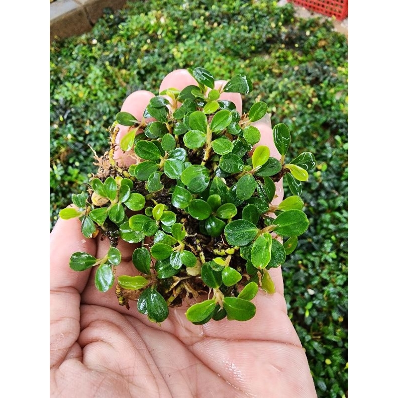 Buce super mini micro mini coin