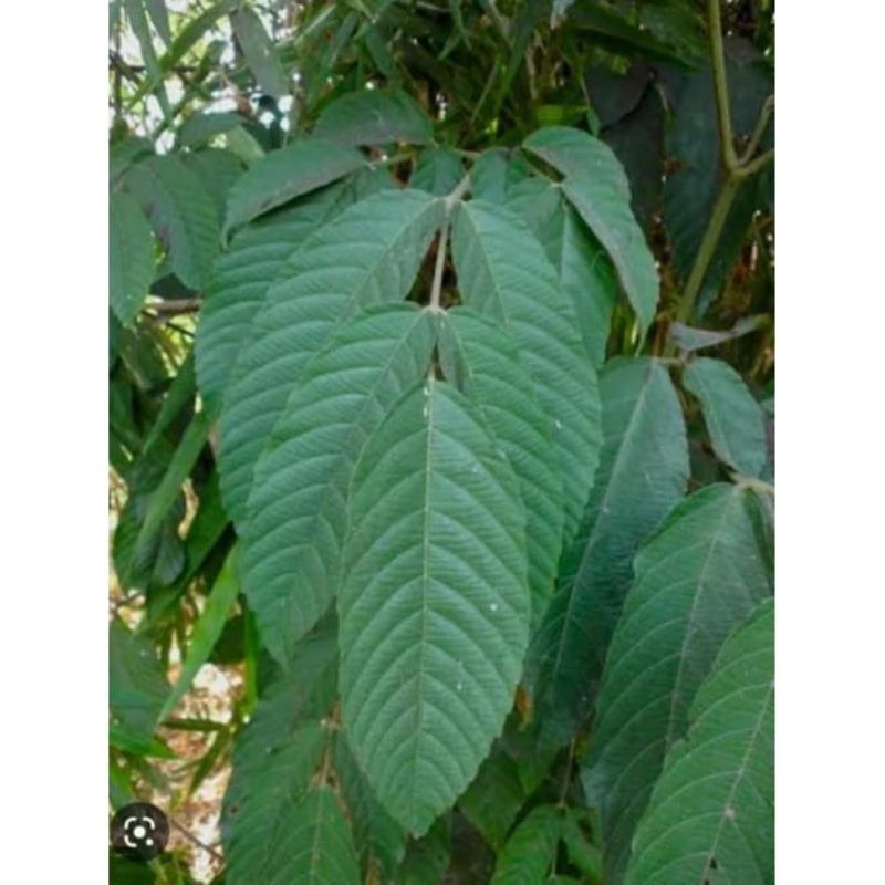 Daun girang male male 100 gram frees jimat mancing