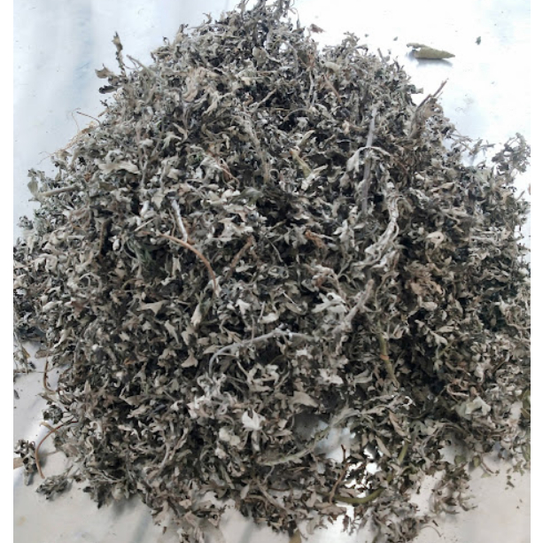 

Daun Lokat Mala Kering / Rumput daun baru cina Kering / Daun Ngeh Kering