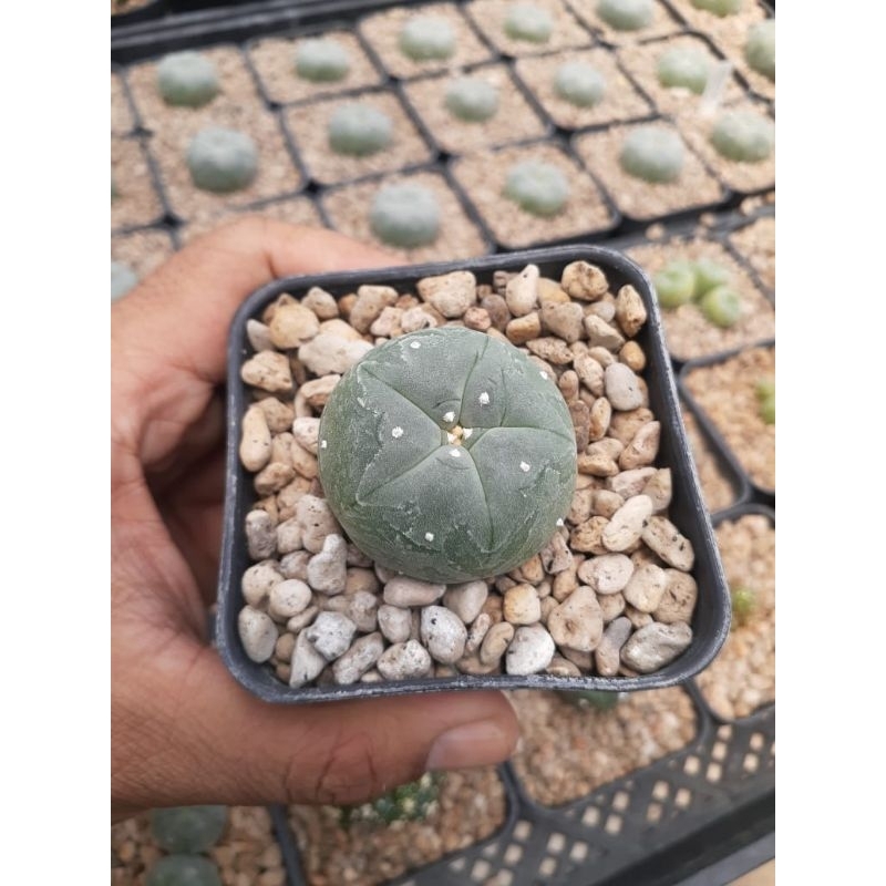 lophophora williamsii
