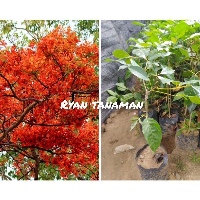 tanaman hias pohon tabebuya bunga orange