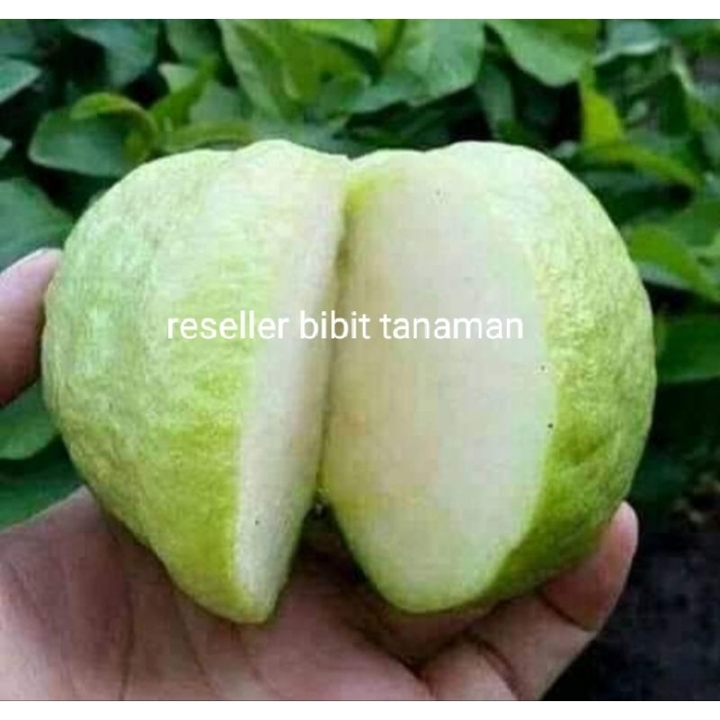 paket bibit (jambu kristal berbunga,juwet putih,apel merah)