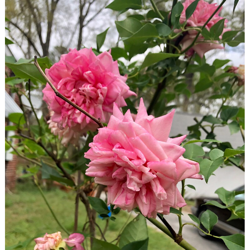 mawar /old rose/ Anna jung, stek ownroot