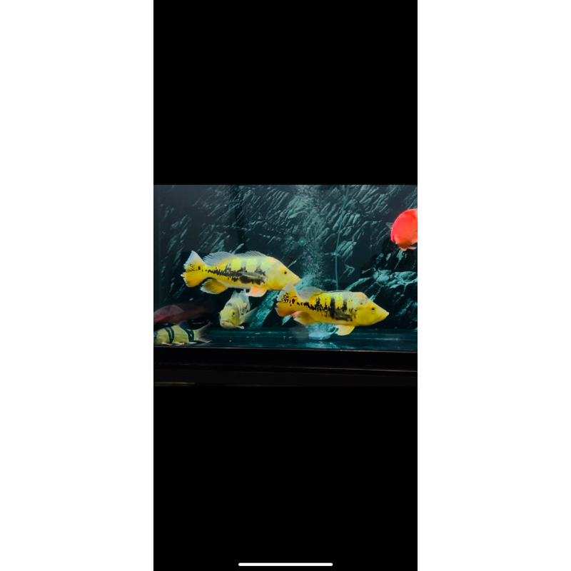 BABY PEACOCK BASS MONO 12-15cm / PBASS MONO PREDATOR