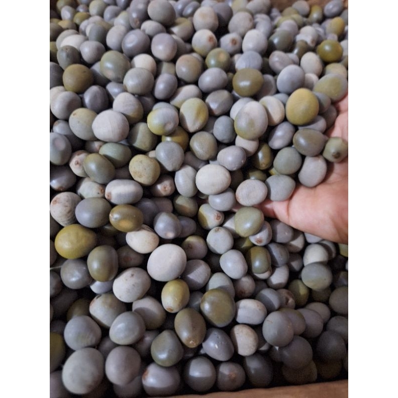 

COD BIJI BUAH KALALOYANG 500 GRAM/BIJI KALALOLANG /BUAH GOREK HUTAN