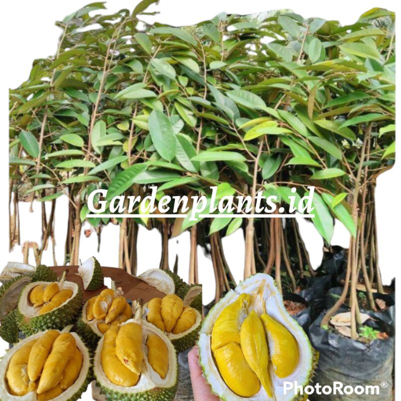 Bibit durian bawor kaki 3 bibit durian unggul