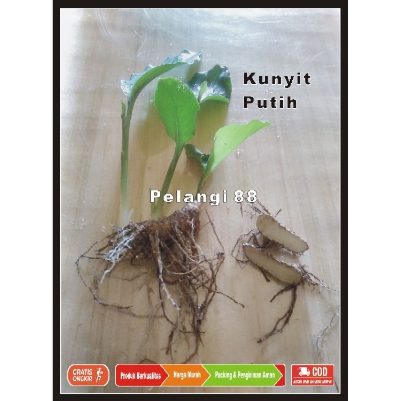 Bibit Tanaman Kunyit Putih , Rimpang Kunyit Putih , Bibit Kunyit Putih , Herbal Kunyit Putih