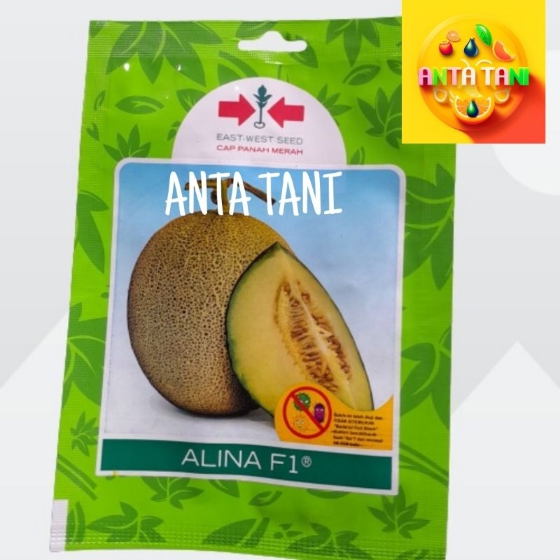 BENIH MELON ALINA 40 BUTIR