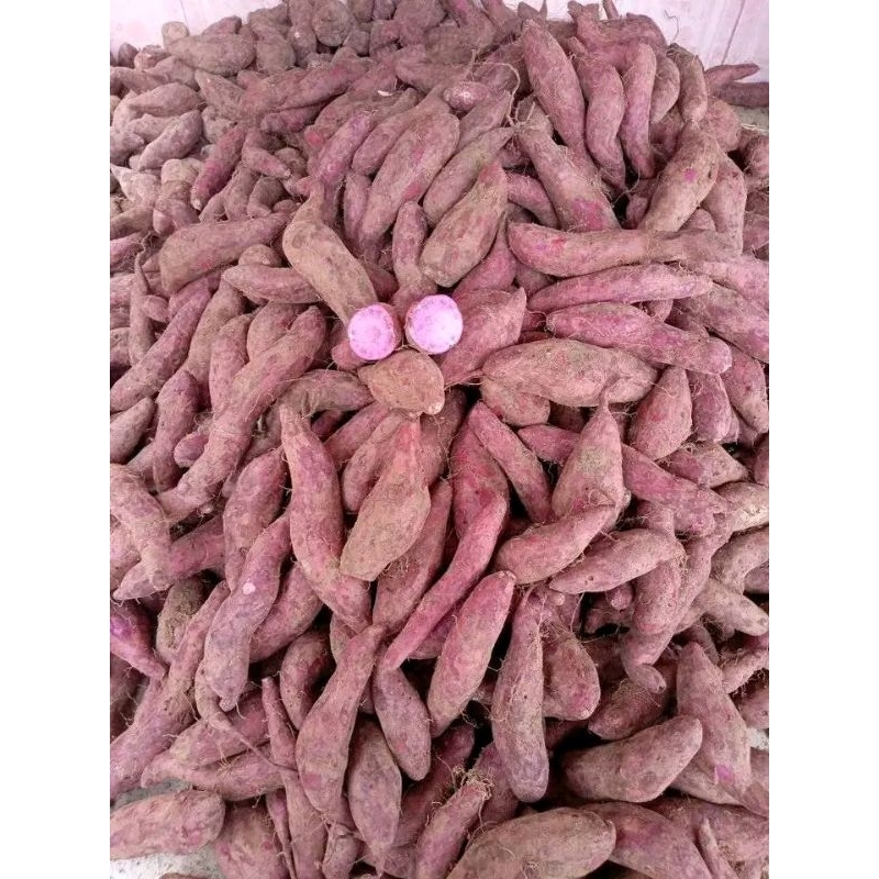 

Ubi ungu (Telo ungu)