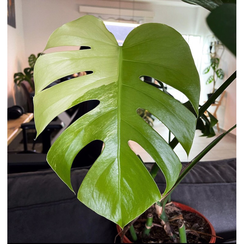 Bibit Batang/Bonggol Monstera BlueMint Premium Berkualitas