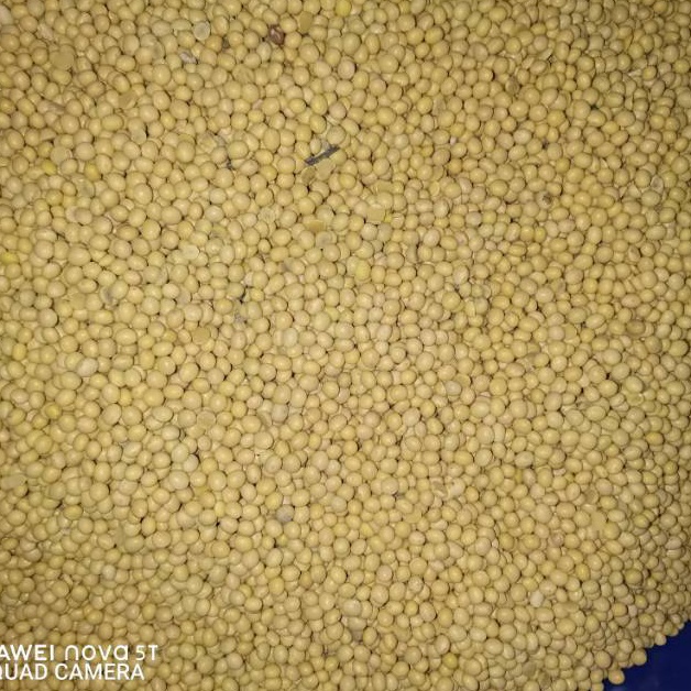 

54 Kacang Kedelai Super America 1kg/1000gr ➺Best Terlaris