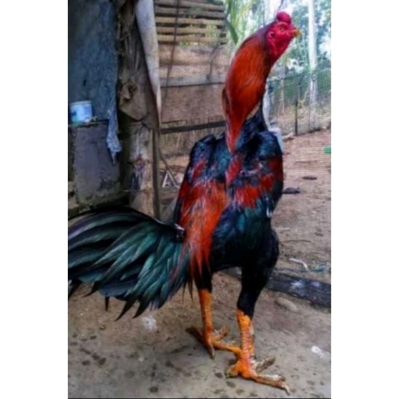 telur ayam bangkok F1