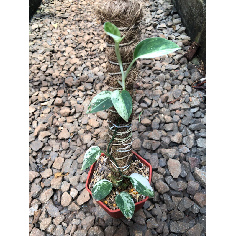 scindapsus argerius varigata - scindapsus rare plant