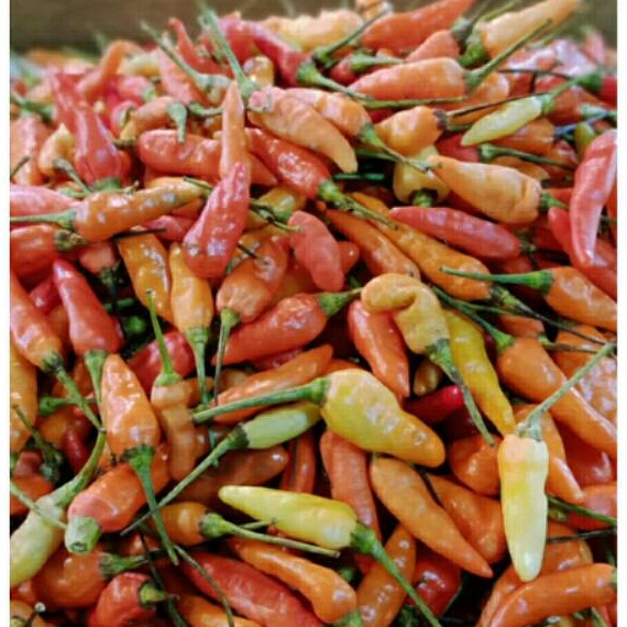 

DNLY6678 [PROMO MURAH!!!] Cabe rawit merah /250gram