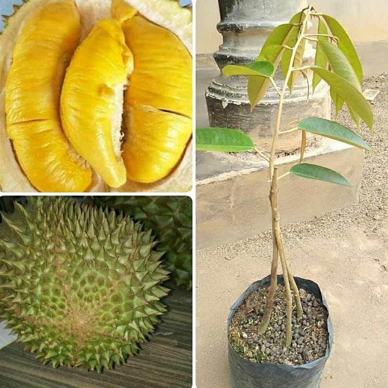 Bibit Durian Musangking Kaki 3
