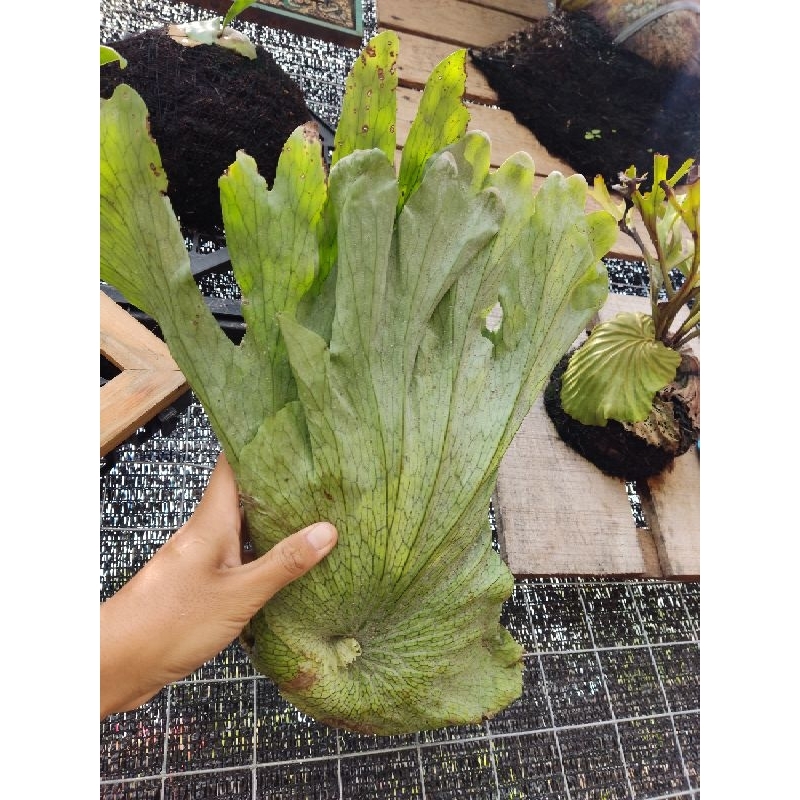 platycerium wandae cabutan size 40cm