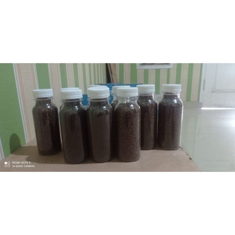 

Blue pulchra Premium Grade A +8-9-10-11 Hiasan Aqurium Bergaransi