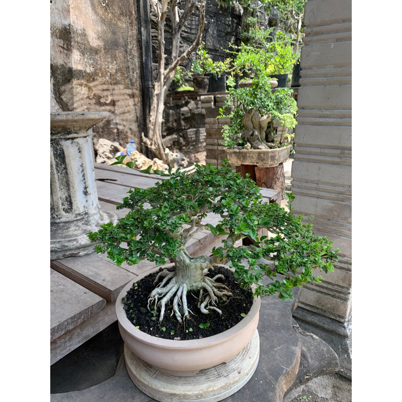 Bonsai Sancang Siap Kontes | Bonsai