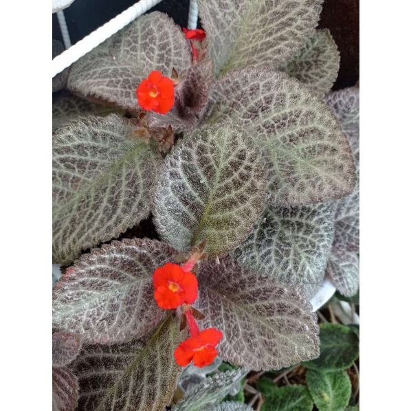 Episcia Import Episcia Little Pompom bunga merah cantik