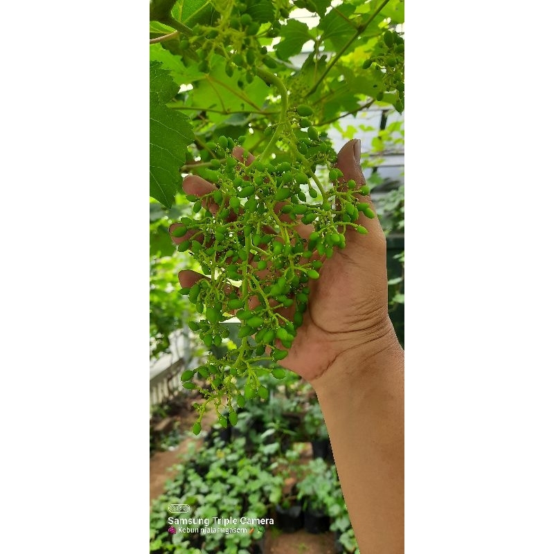 bibit anggur tamaki rs import