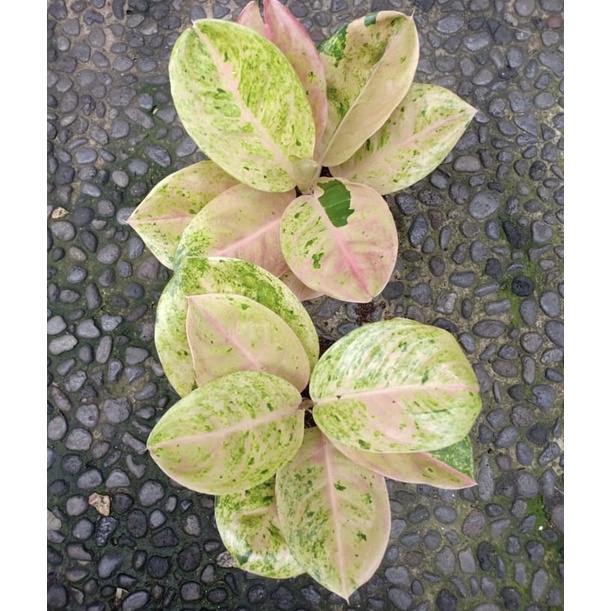 Rekomendasi.. Emerald Mutasi - Tanaman Hias Aglonema / Aglaonema