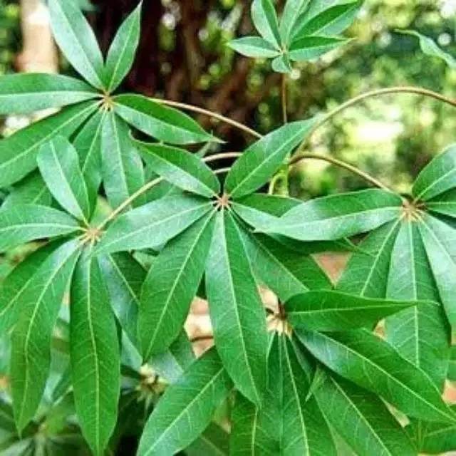 

Daun Randu atau Daun Kapuk Segar 500gram