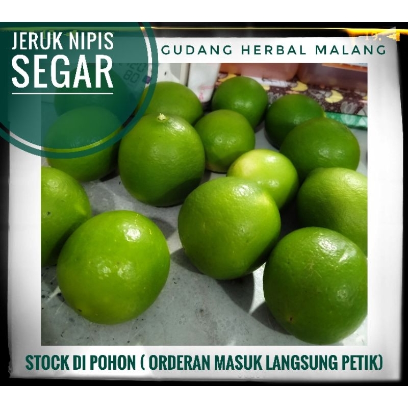 Jeruk Nipis 1 Kg / Jeruk Nipis Segar