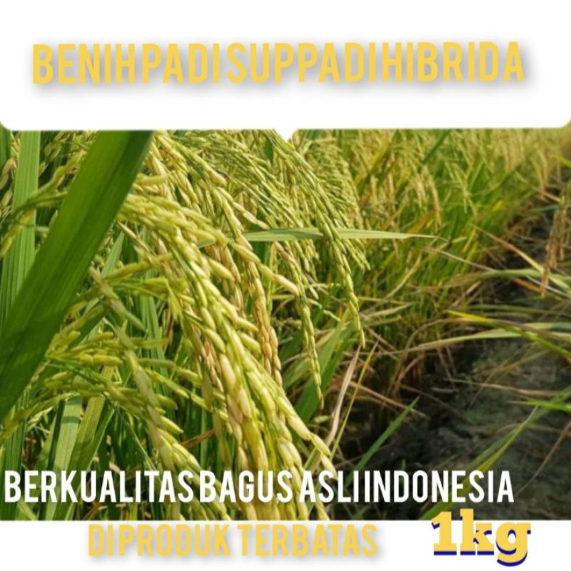 COD BIBIT PADI SUPPADI BERKUALITAS PER 1KG