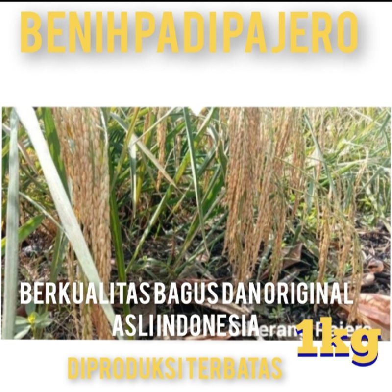 COD BIBIT BENIH PADI CIHERANG PAJERO BERKUALITAS PER 1KG