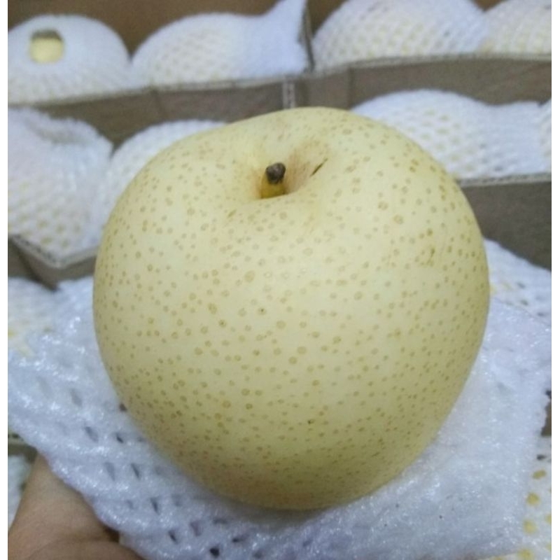 

Buah pear Century 1 kg/ Pear Century fresh 1 kg/ buah impor Pear Century 1 kg fresh