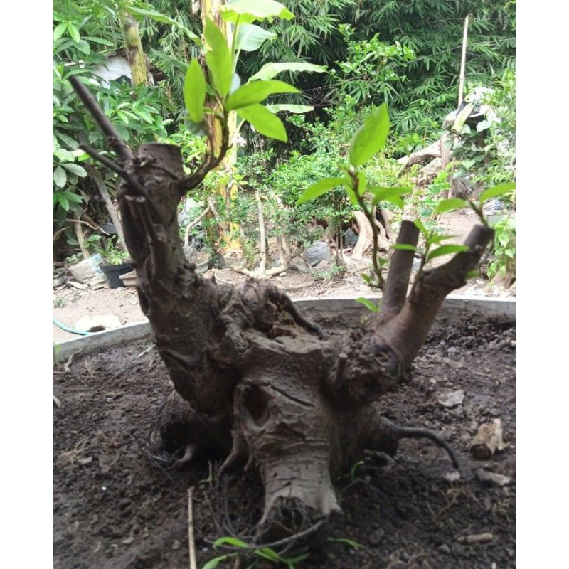 Bahan bonsai Loa bonggol