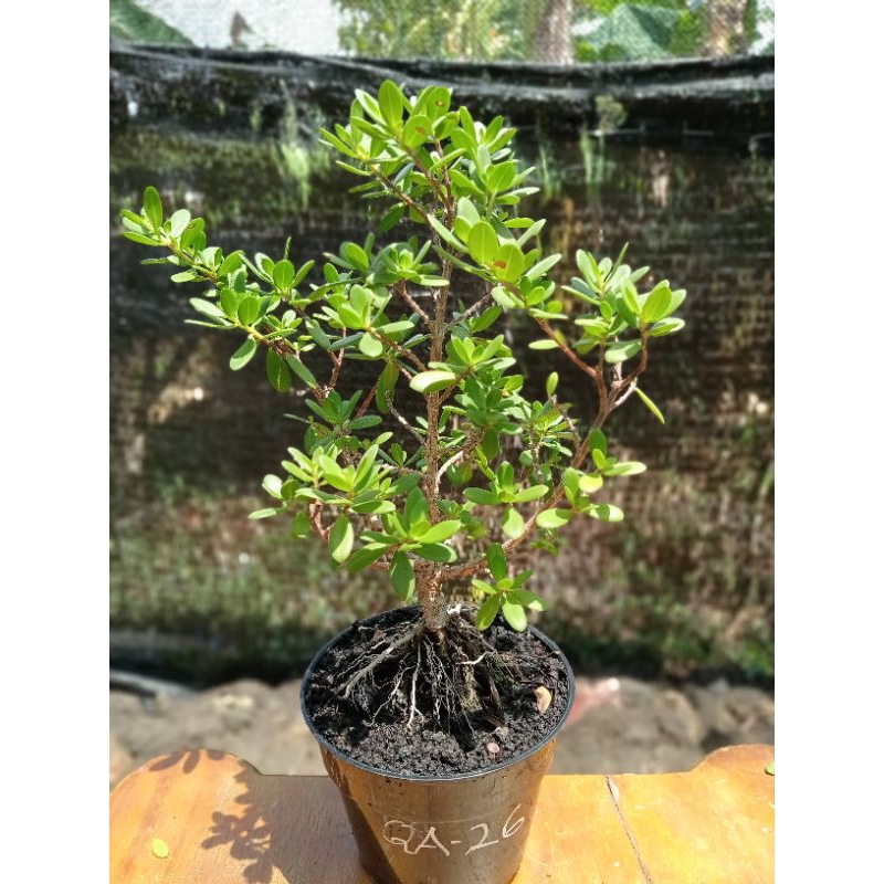 QA-26, SANTIGI KARANG MAWAR, SEMAI BIJI