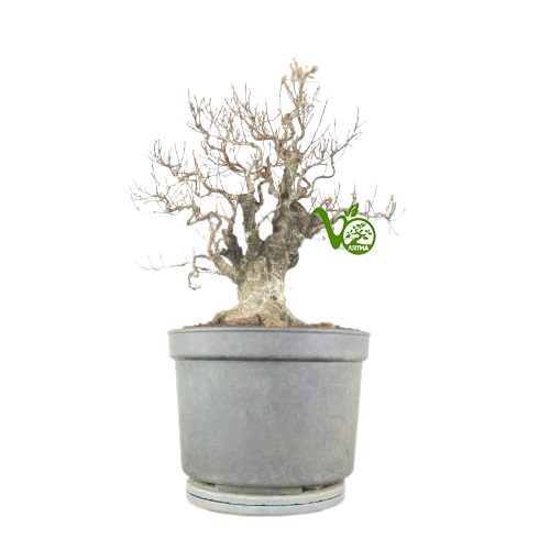 Bonsai Kimeng (ficus microcarpa) no10