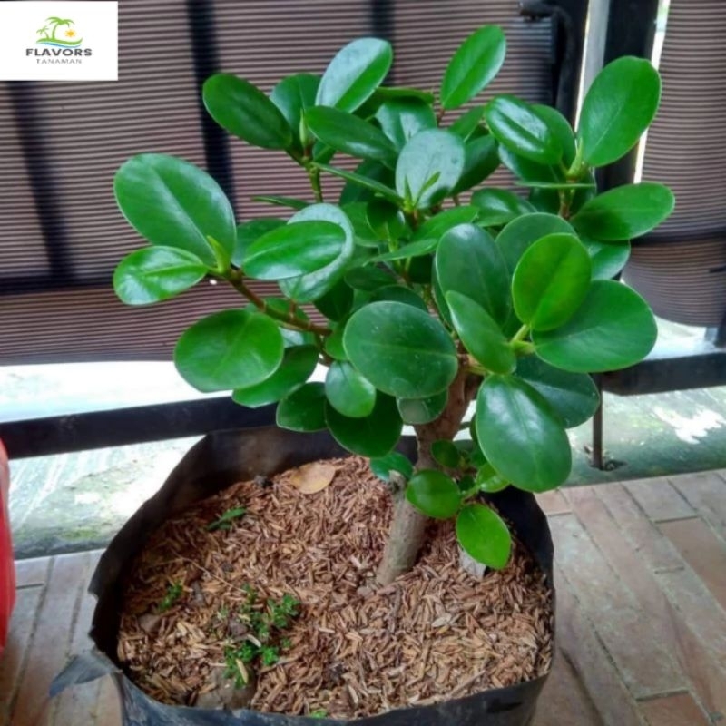 TANAMAN HIAS BERINGIN DOLAR - pohon beringin dolar bonsai - Tanaman Beringin Dollar