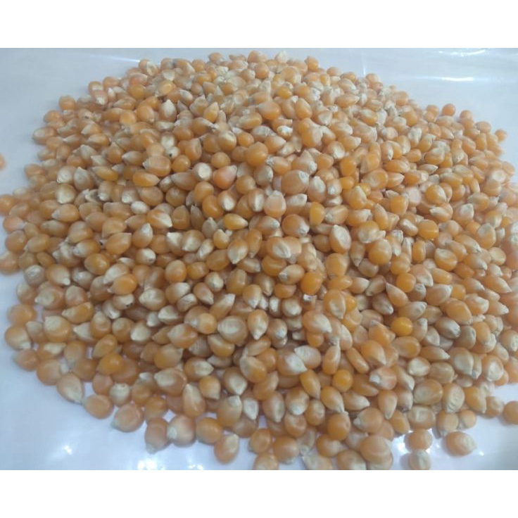 

[KODE MJZGE] Biji Jagung Popcorn 1kg/ Biji Jagung Popcorn Mentah Premium 1kg