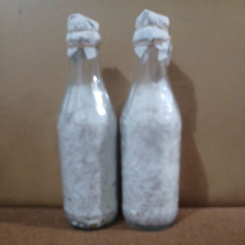 bibit jamur tiram putih dan coklat F2