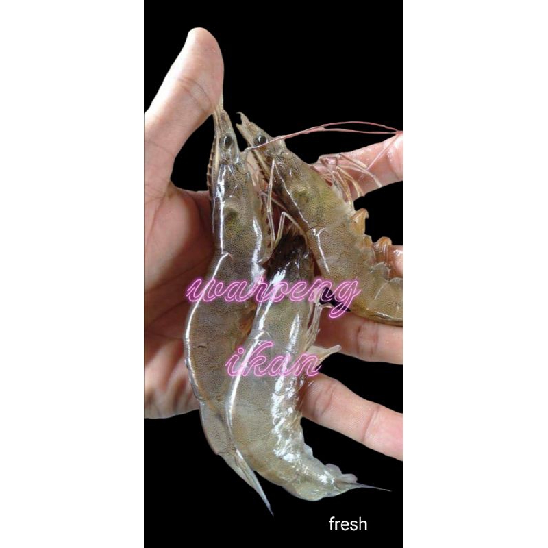 

Udang Vaname segar size 90-100 1kg