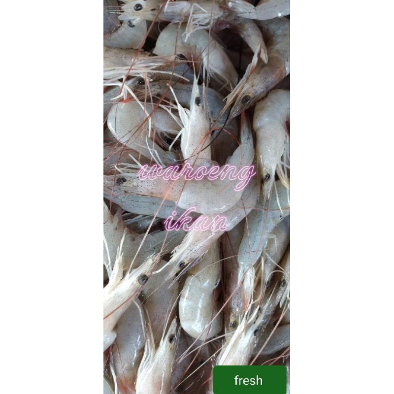 

Udang peci segar udang laut size 65-75 1kg