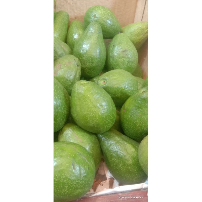 

buah alpokat mentega fresh 1 kg