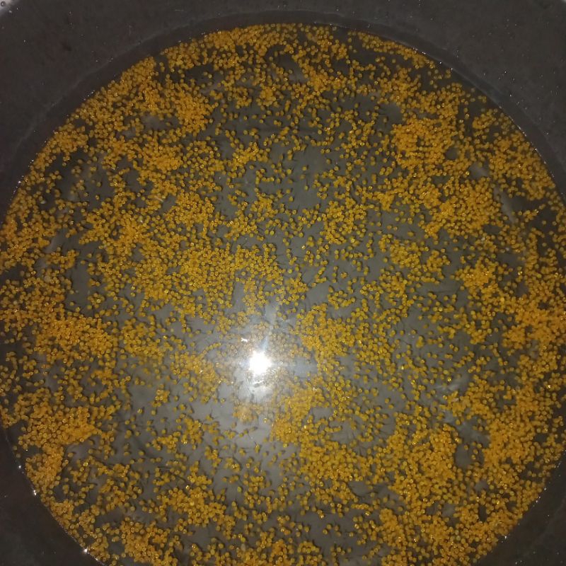 bibit telur gurame padang isi 800-telur gurame padang super-telur gurame padang/soang