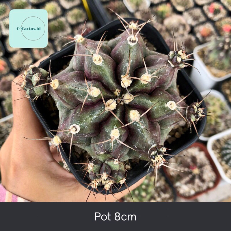 Gymnocalycium Mihanovichii Medusa Hybrid gymno miha mihanovichi jumbo kaktus tanaman hias hidup guru