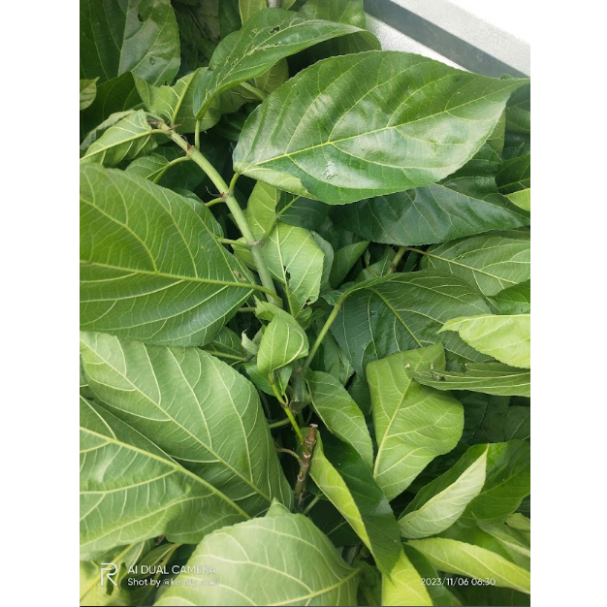 

Daun Bisoro Segar/ Daun Bisoro Herbal Perawatan Tubuh