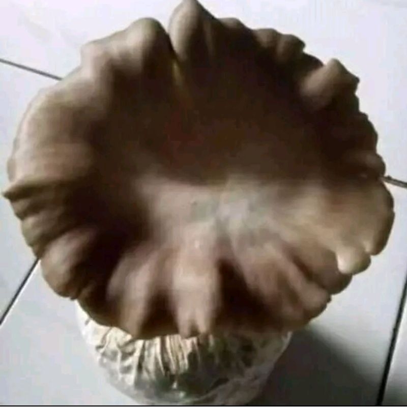 BIBIT F1 JAMUR TIRAM COKLAT