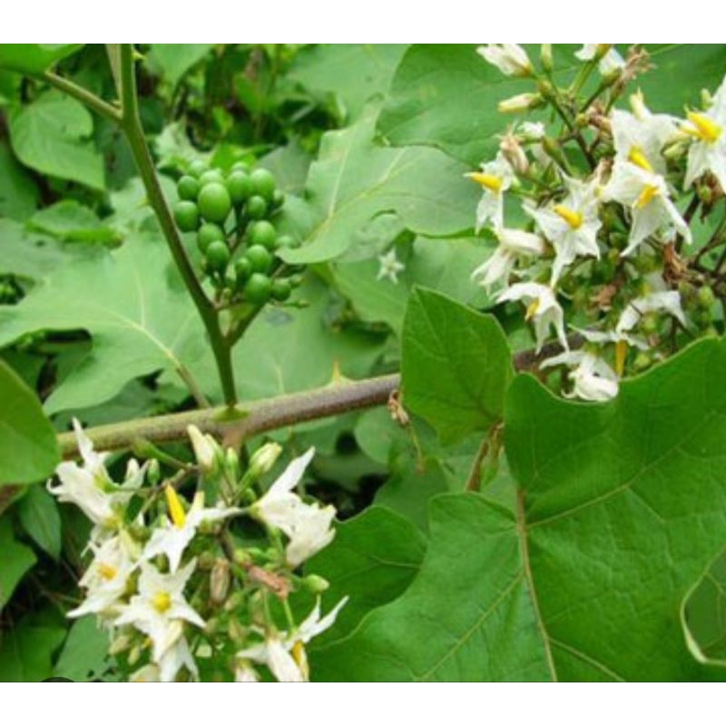 

Daun takokak segar berat 100g untuk obat herbal