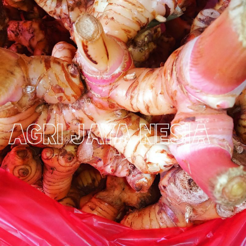 

Lengkuas / Laos / Lengkuas Merah / Galangal, Rempah-rempah segar alami