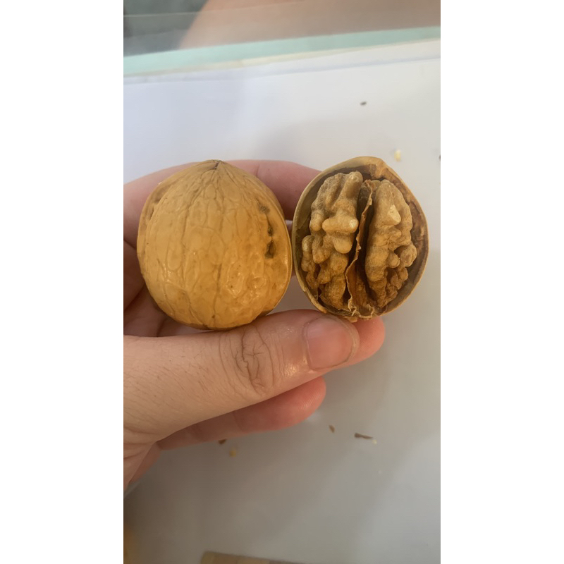 

Kacang WallNut ( Jarang Ada )