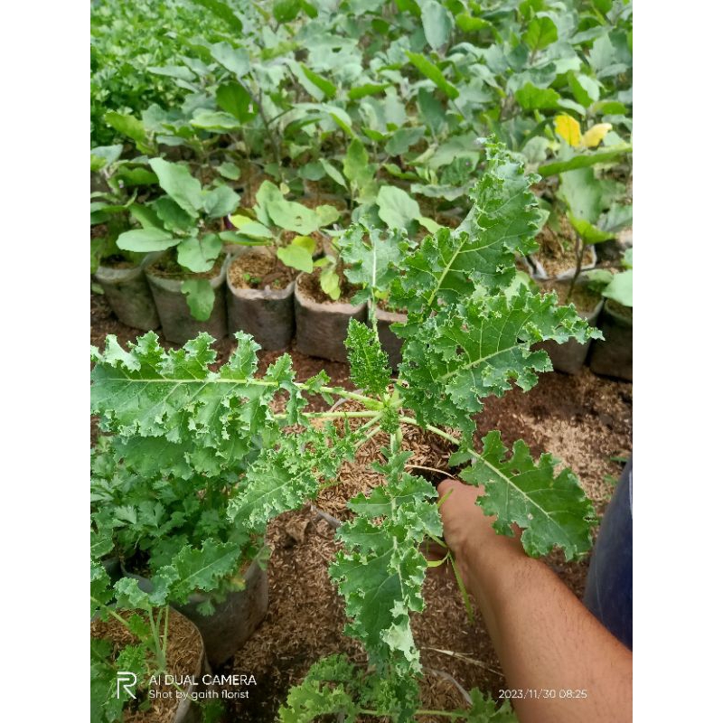 tanaman sayuran kale Curly/kale keriting