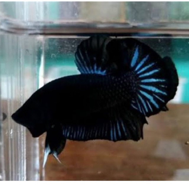 CUPANG BAGAN GALAK SIAP ADU