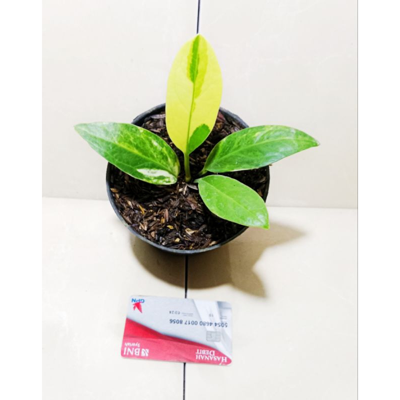 JEMANI COBRA varigata remaja